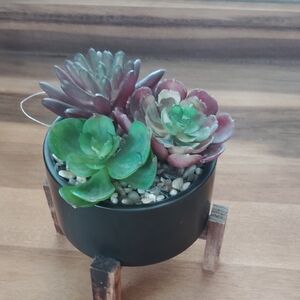 Elegant Black Planter with Succulents
